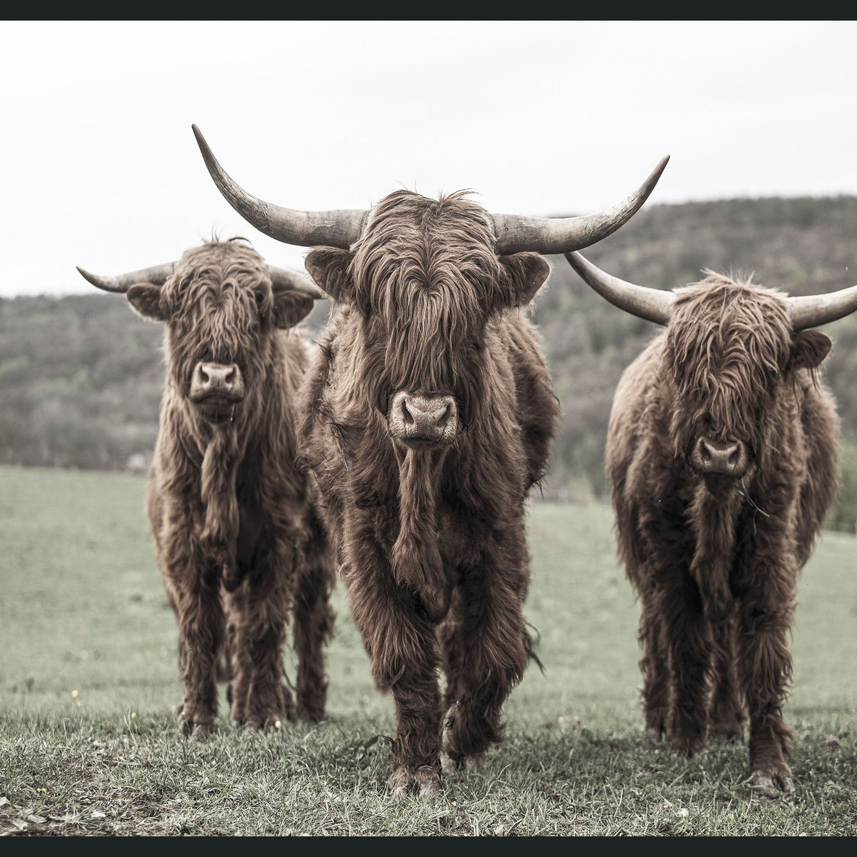 Highland - 48" x 72" Photography - Dark Brown