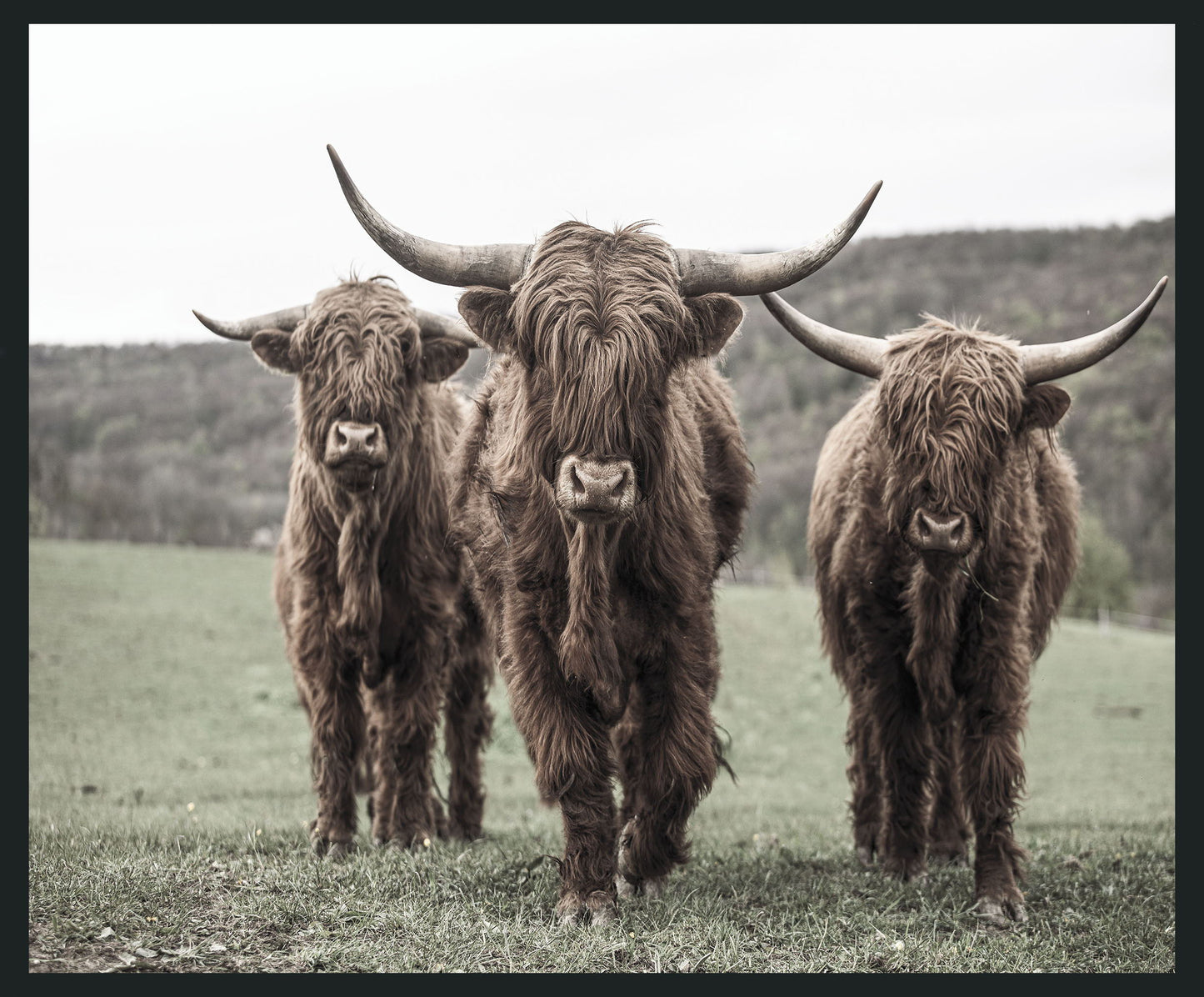 Highland - 48" x 72" Photography - Dark Brown