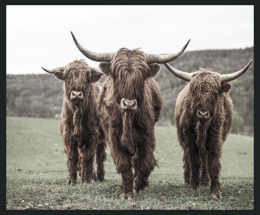 Highland - 48" x 72" Photography - Dark Brown