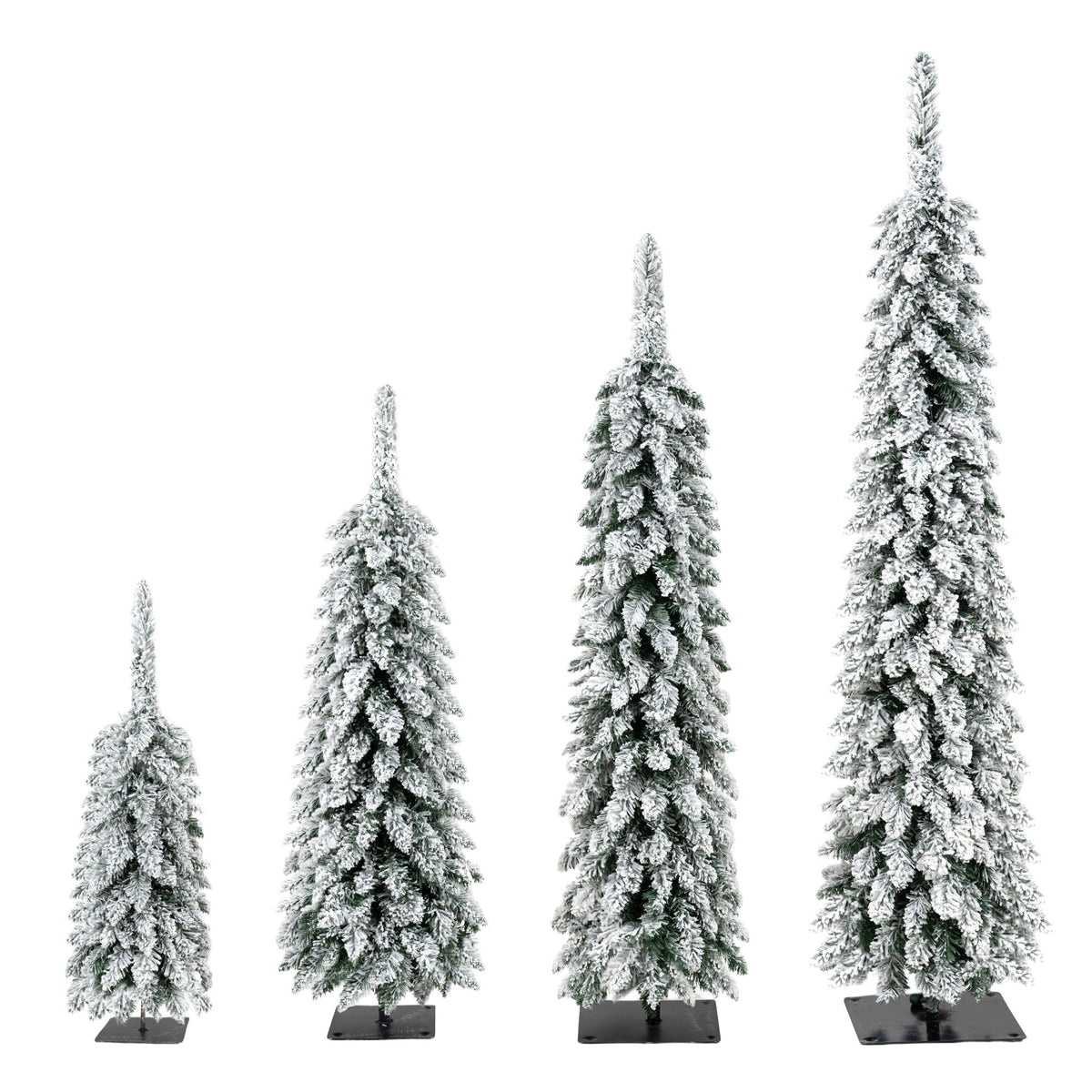 Four slim green Christmas trees with snow-dusted tips in graduated sizes