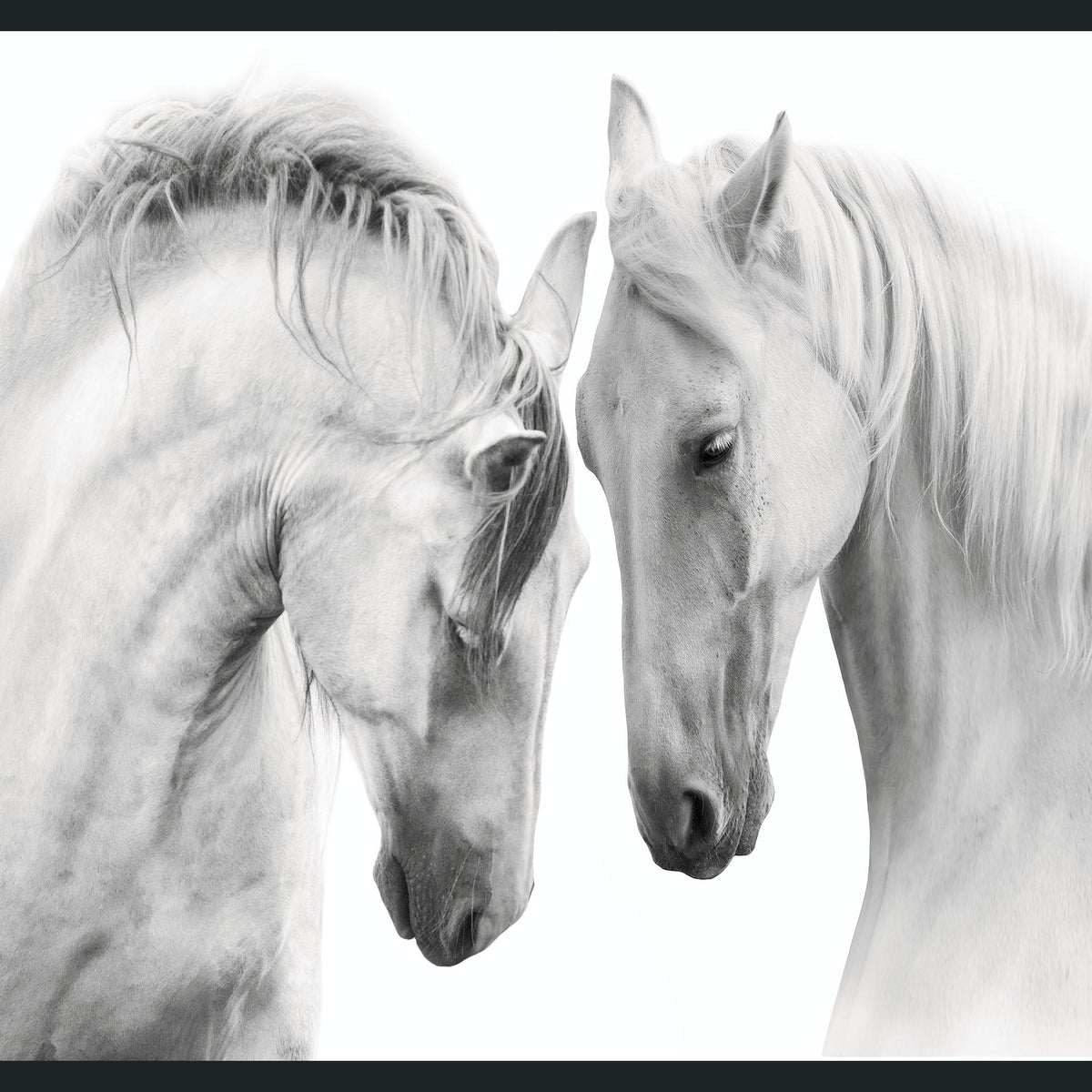 White - 48" x 72" Horses Photography - Gray