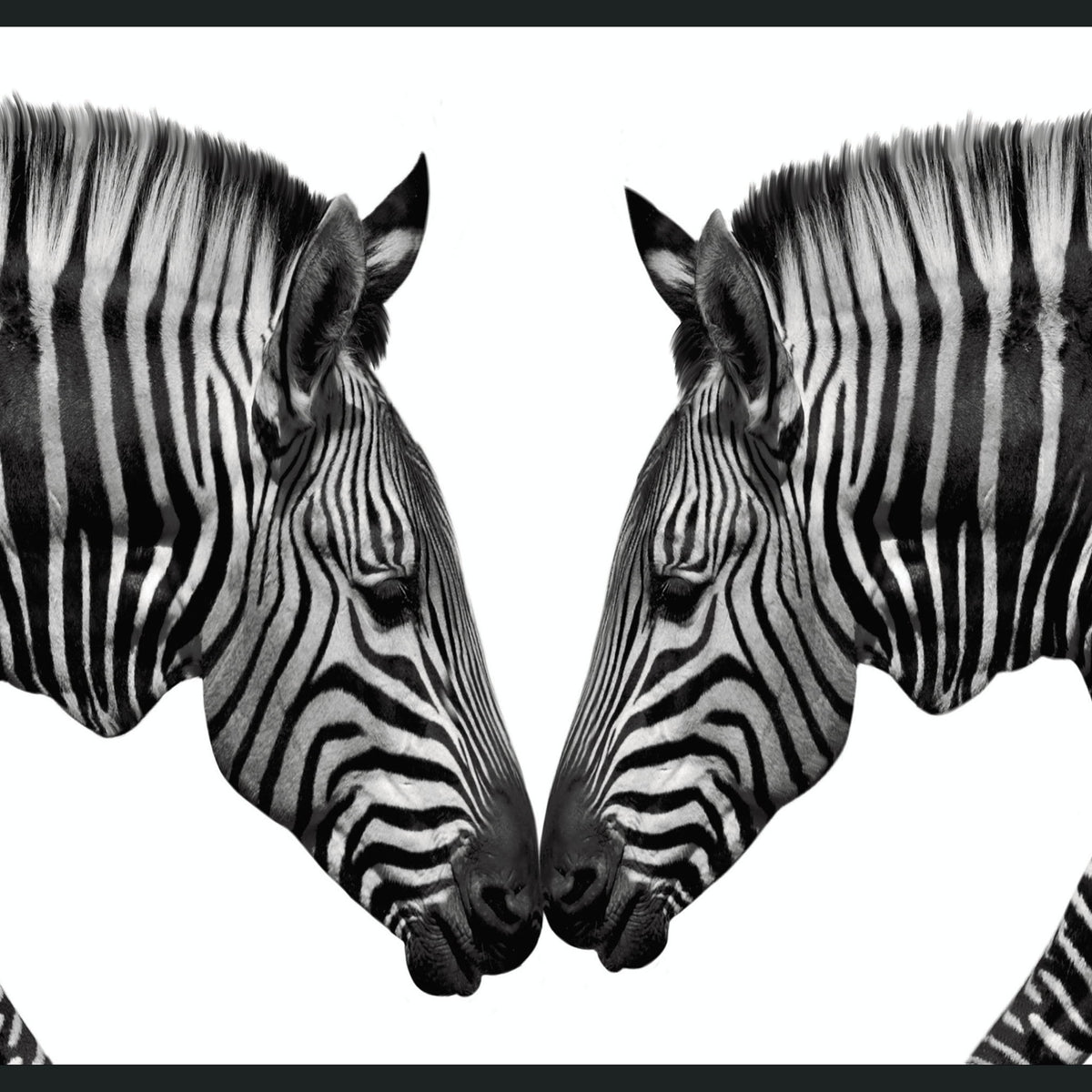 Zebras - 48" x 72" Photography - Black / White