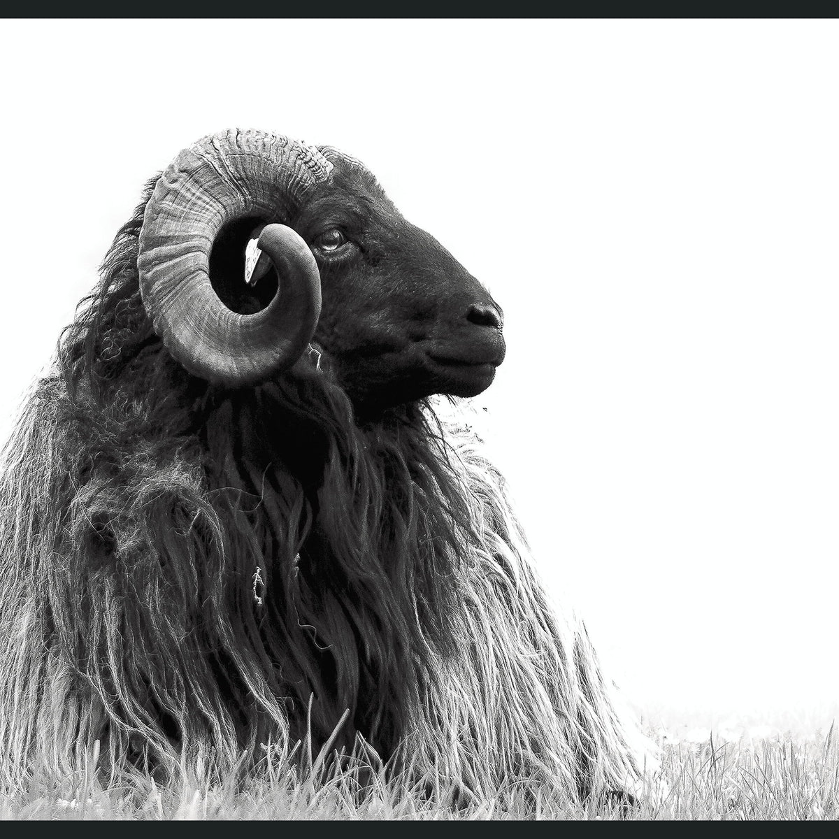 Horn - 48" x 72" Photography - Black / White