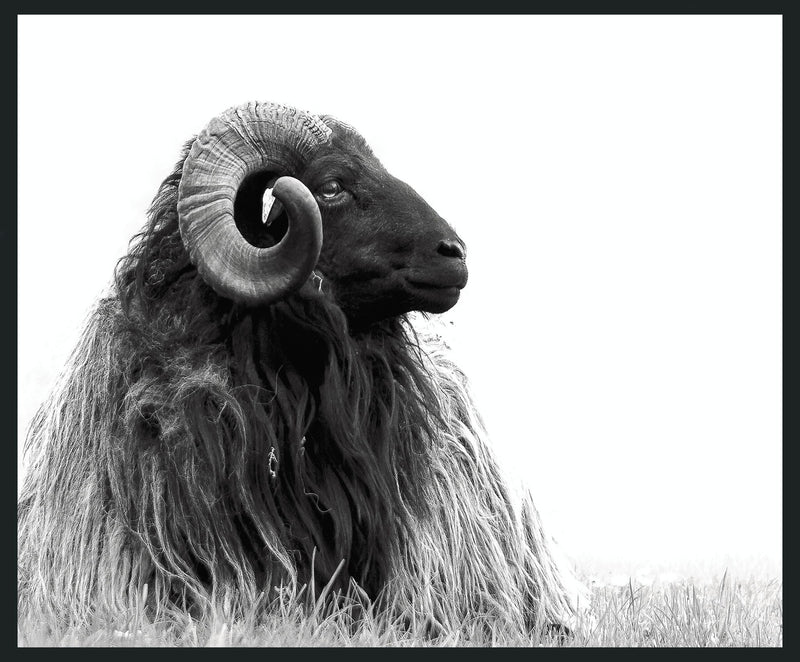 Horn - 48" x 72" Photography - Black / White