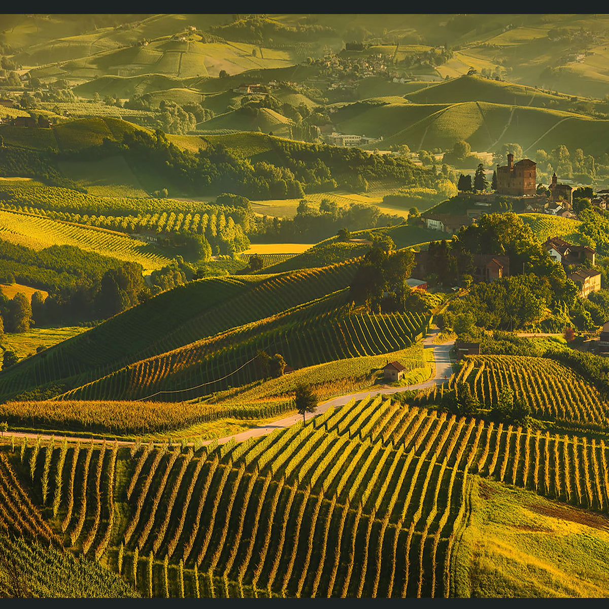Vinyard - 48" x 72" Photography - Green