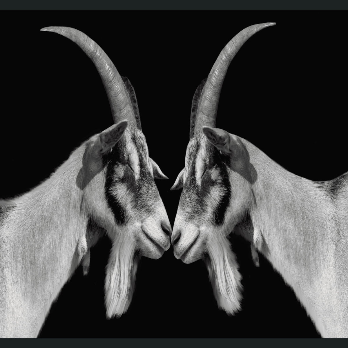 Goat - 48" x 72" Photography - Black