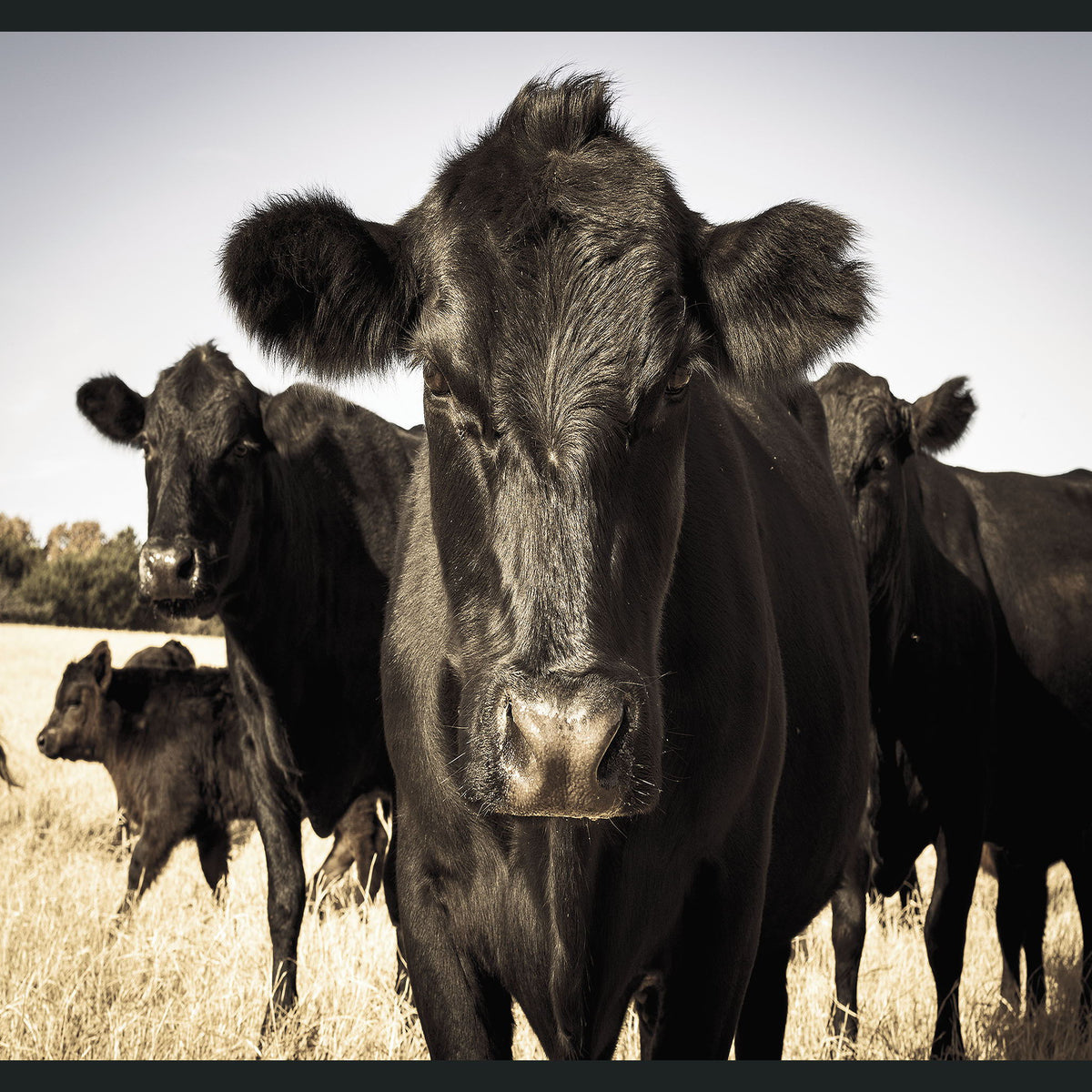 Cow - 48" x 72" Photography - Black / Light Blue